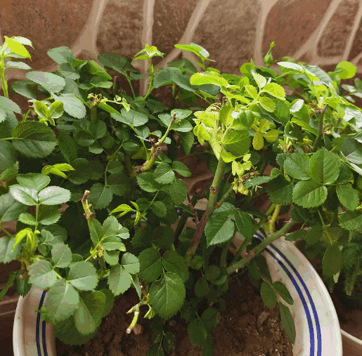 Roses growing in pots have lush foliage, but some show signs of yellowing around the edges of the leaves.