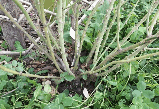 The base of a rose with multiple branches and trunks exposed, surrounded by green weeds