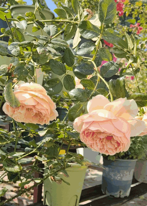 The rose branches are not strong enough because they are very thin, and the flower heads of the roses are drooping.