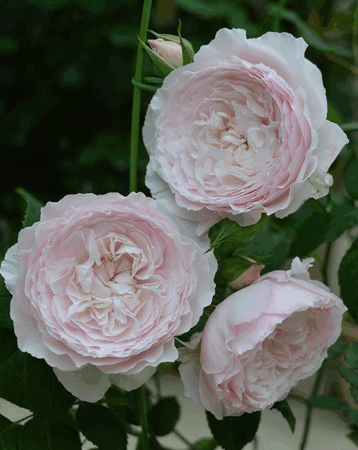 Three pale pink roses bloom gracefully among the green leaves