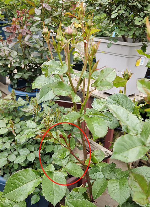 Rose plant with a red circle marking a possible problem area