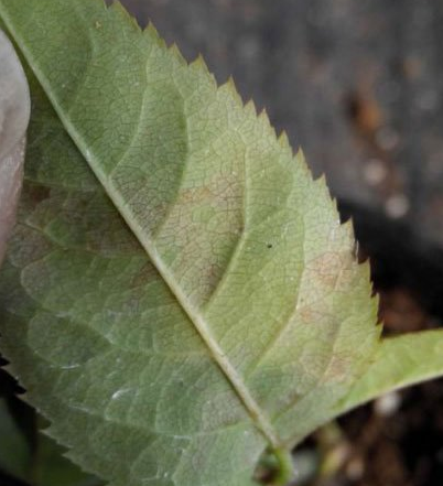 Roses have some faded spots on the leaves