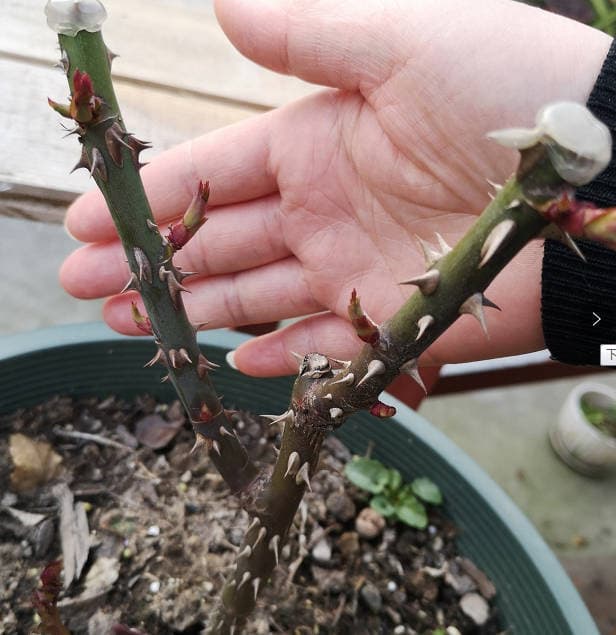 Pruning tips for Floribunda roses