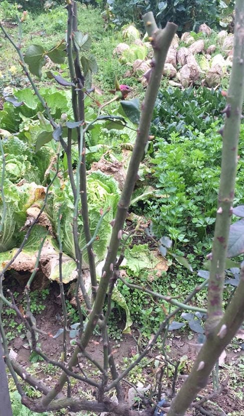 Inadequate pruning of rose branches
