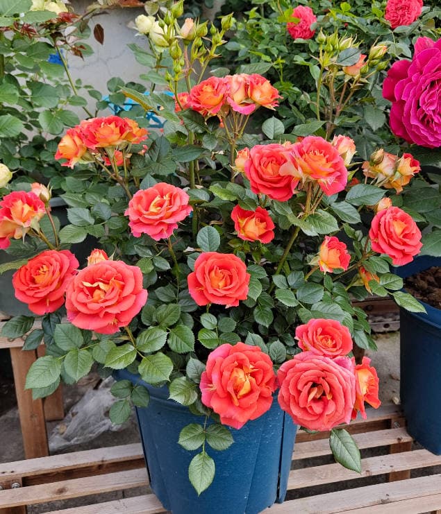 Roses with lots of buds on new branches