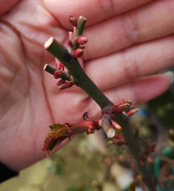 Five buds appeared on the rose branches