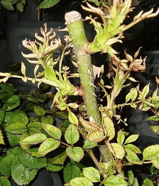 New shoots appeared on the branches of this rose, but the leaves and bud tips showed clear signs of wilting and damage