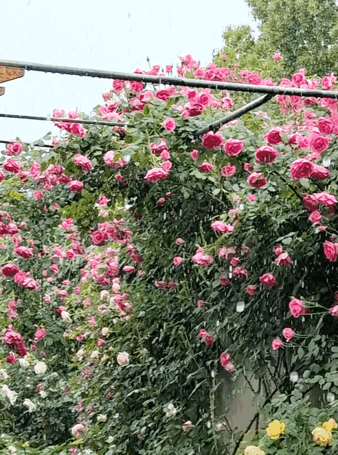 The roses have been rained on for so long that many of them are beginning to droop