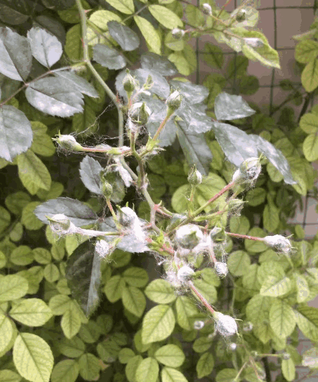 Roses' branches are covered with white infested webbing, leaves and buds are affected