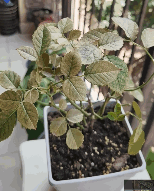 Roses with unhealthy yellow foliage and signs of wilting may be affected by disease or insect infestation