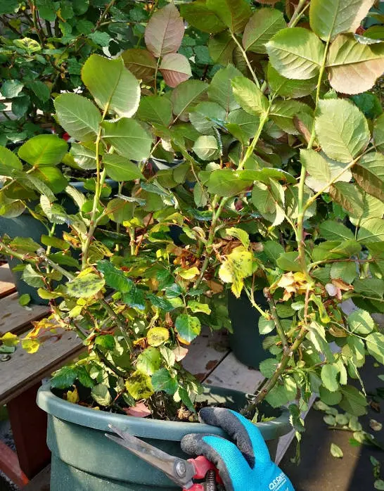 Remove yellow leaves from roses by hand